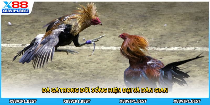 Đá gà trong đời sống hiện đại và dân gian