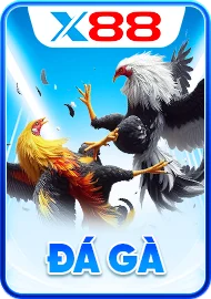 đá gà